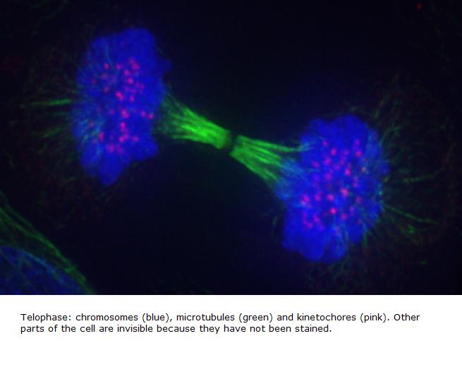 animal cell undergoing mitosis. MITOSIS STAGES IN ANIMAL CELLS